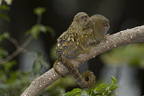 Pygmy Marmoset (Cebuella pygmaea) juvenile clinging to parent, Zoo, Medelllin, Antioquia, Colombia