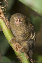 Pygmy Marmoset (Cebuella pygmaea), Zoo, Santiago de Cali, Valle del Cauca, Colombia