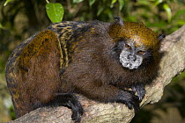 Saddle-back Tamarin (Saguinus fuscicollis), breeding facilities of Zoologico del Istmo, Colon, Panama
