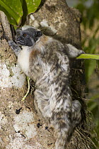 Geoffrey's Tamarin (Saguinus geoffroyi), Jacobo Lacs, breeding facilities of Zoologico del Istmo, Colon, Panama