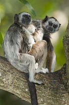 White-footed Tamarin (Saguinus leucopus) pair clinging to one another at zoo, Parque Piscilago, Melgar, Cundinamarca, Colombia
