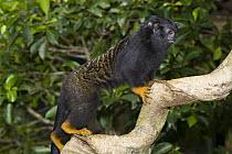 Midas Tamarin (Saguinus midas), breeding facilities at Zoologico del Istmo, Colon, Panama