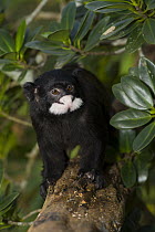 Spix's Mustached Tamarin (Saguinus mystax), breeding facilities at Zoologico del Istmo, Colon, Panama