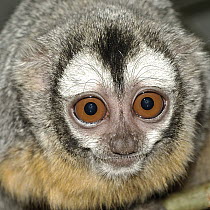Azara's Night Monkey (Aotus azarae) showing large eyes