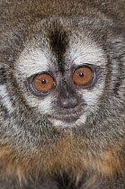Peruvian Night Monkey (Aotus micronax) showing large eyes, Huachipa Zoological Park, Lima, Peru