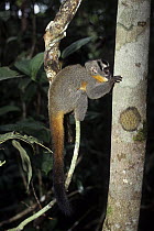 Northern Night Monkey (Aotus trivirgatus)