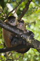 Black-handed Spider Monkey (Ateles geoffroyi) mother and juvenile, Reserva Biologica Bosque Escondido, Peninsula de Nicoya, Costa Rica