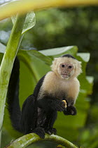 White-faced Capuchin (Cebus capucinus) in banana plantation, Sierpe del Pacifico, Osa Peninsula, Costa Rica