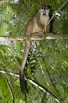 Black-crowned Central American Squirrel Monkey (Saimiri oerstedii), Rancho Casa Grande, Manuel Antonio National Park, Costa Rica