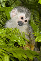 Black-crowned Central American Squirrel Monkey (Saimiri oerstedii) juvenile, Rancho Casa Grande, Manuel Antonio National Park, Costa Rica