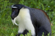 Diana Monkey (Cercopithecus diana), La Vallee des Singes Primate Center, Romagne, France