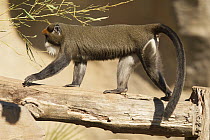 De Brazza's Monkey (Cercopithecus neglectus), Bioparc Fuengirola, Spain
