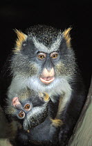 Wolf's Guenon (Cercopithecus wolfi) adult and juvenile