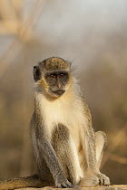Savanah Monkey (Chlorocebus aethiops), Reserve de Bandia, Mbour, Senegal