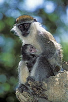 Black-faced Vervet Monkey (Cercopithecus aethiops) mother and nursing juvenile