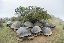 Volcan Alcedo Giant Tortoise (Chelonoidis nigra vandenburghi) group huddled under small shrub, Alcedo Volcano, Isabela Island, Ecuador
