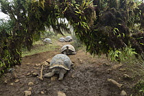 Volcan Alcedo Giant Tortoise (Chelonoidis nigra vandenburghi) group, Alcedo Volcano, Isabela Island, Ecuador