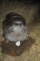 Volcan Alcedo Giant Tortoise (Chelonoidis nigra vandenburghi) female laying eggs, Alcedo Volcano, Isabela Island, Ecuador
