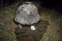 Volcan Alcedo Giant Tortoise (Chelonoidis nigra vandenburghi) laying eggs, Alcedo Volcano, Isabela Island, Ecuador