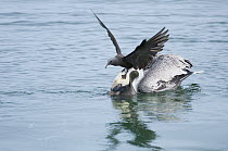 Brown Noddy (Anous stolidus), opportunistically chasing fish escaping diving Brown Pelicans (Pelecanus occidentalis) Itabaca Channel, Santa Cruz Island, Ecuador