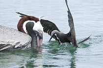 Brown Noddy (Anous stolidus), opportunistically chasing fish escaping diving Brown Pelicans (Pelecanus occidentalis) Itabaca Channel, Santa Cruz Island, Ecuador