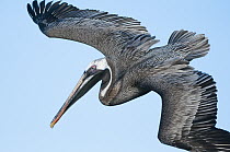 Brown Pelican (Pelecanus occidentalis) flying, Black Turtle Cove, Santa Cruz Island, Ecuador