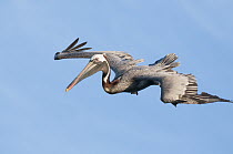 Brown Pelican (Pelecanus occidentalis) flying, Black Turtle Cove, Santa Cruz Island, Ecuador