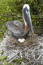 Brown Pelican (Pelecanus occidentalis) on nest with eggs, Santa Cruz Island, Ecuador