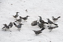 Hood Mockingbird (Nesomimus macdonaldi) family in territorial confrontation called a 'flick fight', Gardner Bay, Espanola Island, Ecuador