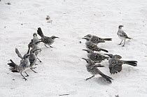 Hood Mockingbird (Nesomimus macdonaldi) family in territorial confrontation called a 'flick fight', Gardner Bay, Espanola Island, Ecuador