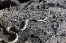 Espanola Snake (Pseudalsophis hoodensis), Punta Suarez, Espanola Island, Ecuador