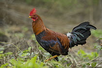 Domestic Chicken (Gallus domesticus) feral individual reverted to ancestral type, Santa Cruz Island, Ecuador
