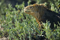 Galapagos Land Iguana (Conolophus subcristatus), Ecuador