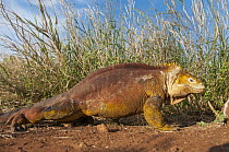 Galapagos Land Iguana (Conolophus subcristatus), Seymour Island, Ecuador
