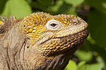 Galapagos Land Iguana (Conolophus subcristatus), Urvina Bay, Isabela Island, Ecuador