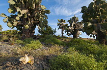 Galapagos Land Iguana (Conolophus subcristatus) in Opuntia (Opuntia sp) cactus habitat, Plazas Island, Ecuador