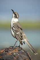 Galapagos Mockingbird (Nesomimus parvulus), Tortuga Bay, Santa Cruz Island, Ecuador