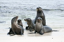 Galapagos Sea Lion (Zalophus wollebaeki) family on beach, Mosquera Islet, Ecuador