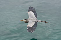 Great Blue Heron (Ardea herodias), Itabaca Channel, Santa Cruz Island, Ecuador