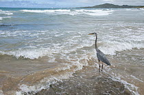 Great Blue Heron (Ardea herodias) in surf, Puerto Villamil, Isabela Island, Ecuador