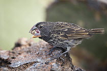 Large Ground Finch (Geospiza magnirostris) feeding on a seed, Ecuador