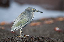 Lava Heron (Butorides sundevalli), Sombrero Chino Island, Santiago Island, Ecuador