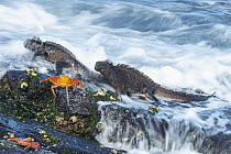 Marine Iguana (Amblyrhynchus cristatus) pair and Sally Lightfoot Crab (Grapsus grapsus) on wave-beaten rocks, Puerto Egas, James Bay, Santiago Island, Ecuador