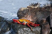 Marine Iguana (Amblyrhynchus cristatus) sleeping on a Sally Light Foot Crab, Puerto Egas, James Bay, Santiago Island, Ecuador