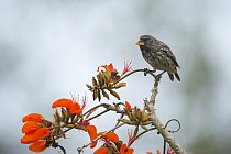 Medium Ground-Finch (Geospiza fortis), Santa Cruz Island, Ecuador