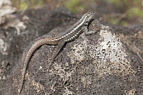 San Cristobal Lava Lizard (Microlophus bivittatus), San Cristobal Island, Ecuador