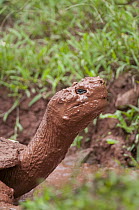 Galapagos Giant Tortoise (Chelonoidis nigra porteri) in mud bath, El Chato Tortoise Reserve, Santa Cruz Island, Ecuador