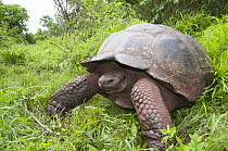 Galapagos Giant Tortoise (Chelonoidis nigra porteri), El Chato Tortoise Reserve, Santa Cruz Island, Ecuador