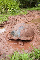 Galapagos Giant Tortoise (Chelonoidis nigra porteri) taking a mud bath, El Chato Tortoise Reserve, Santa Cruz Island, Ecuador