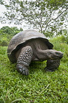 Galapagos Giant Tortoise (Chelonoidis nigra porteri), Rancho Primicias, Santa Cruz Island, Ecuador